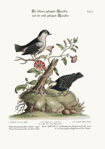De zwartkapmanakin en de witkapmanakin, 1749-73